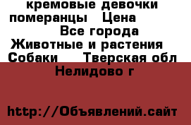 кремовые девочки померанцы › Цена ­ 30 000 - Все города Животные и растения » Собаки   . Тверская обл.,Нелидово г.